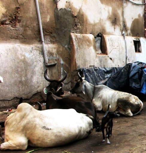 Cattle Ahmedabad