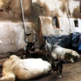 Cattle Ahmedabad